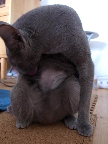 病気の猫にしてあげられること : あおきいろ帳