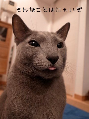 猫が二重まぶたになった : あおきいろ帳