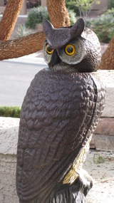 Owl_02