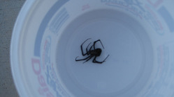 Black_Widow_01