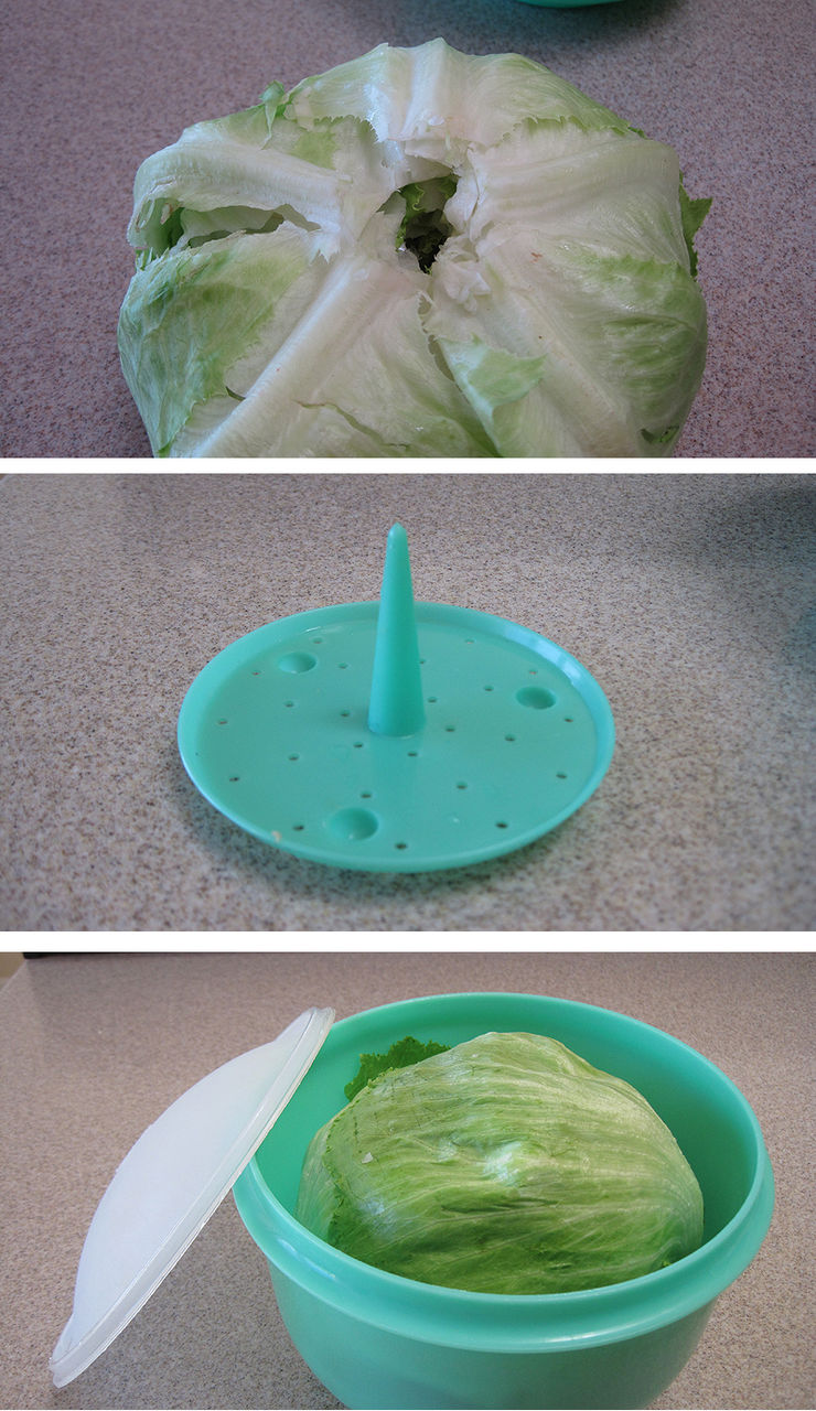 Lettuce_01レタス02