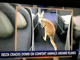 サポート犬03