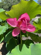 はすの花
