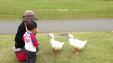 アヒル