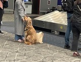 サービスドッグ