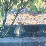 うさぎ