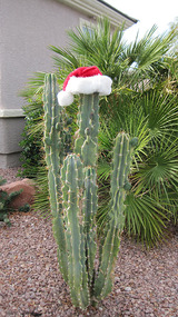 cactusサボテンにサンタ