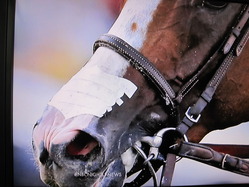 horse