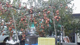 P1012682