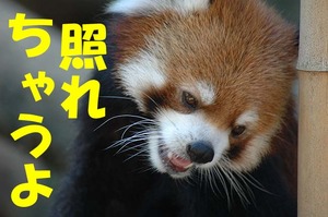 照れるne