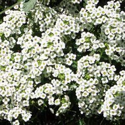 今日の誕生花は 庭ナズナ 花言葉は 優美 です きままなブログ