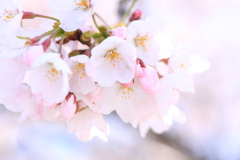 sakura[1]