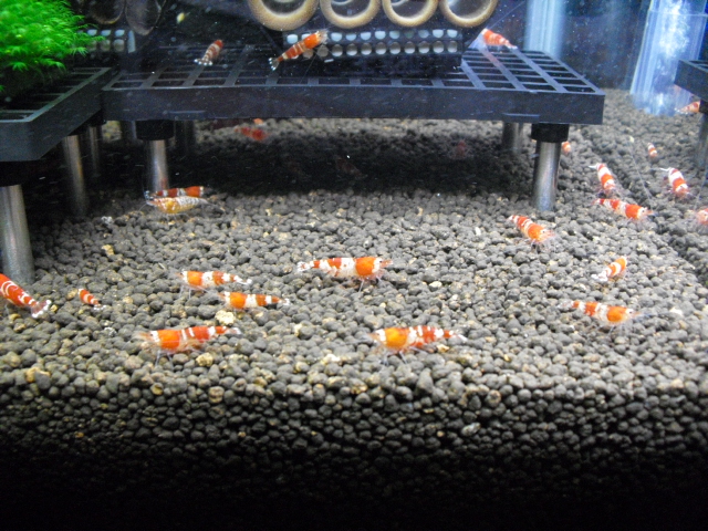 シラクラ 微生物の素を水槽に入れてみた めだか飼育ブログ メダカの飼い方日記