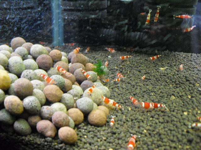 シラクラ 微生物の素を水槽に入れてみた めだか飼育ブログ メダカの飼い方日記