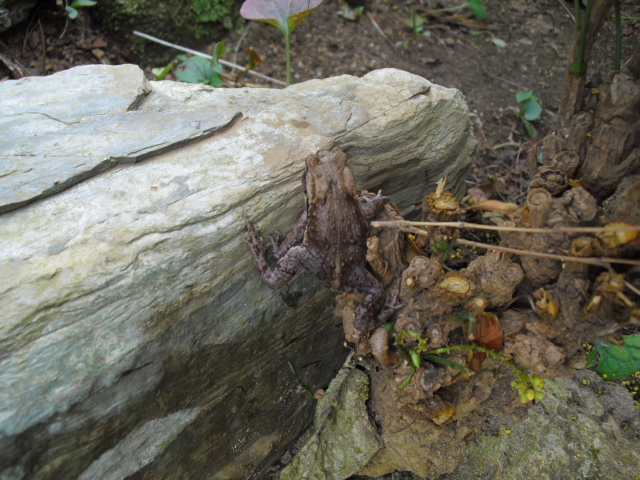 ガマガエルの毒に関する噂 めだか飼育ブログ メダカの飼い方日記