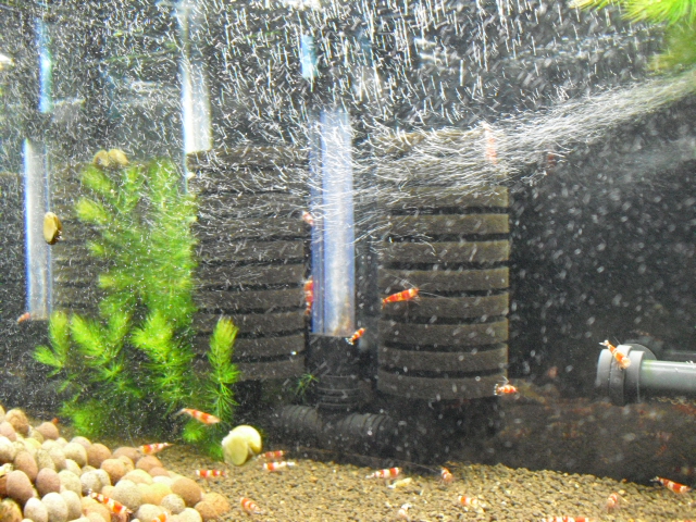 ｎａｎｏ ナノ スポンジフィルター ｌｓ ７０ 経過報告 めだか飼育ブログ メダカの飼い方日記