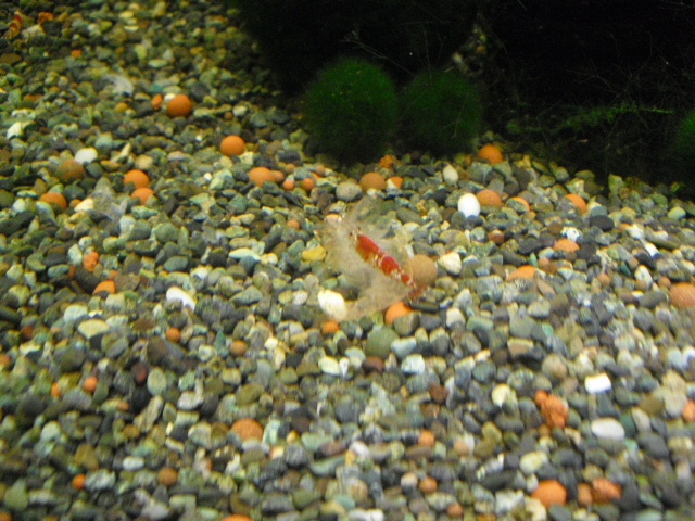 ヤマトヌマエビの脱皮 めだか飼育ブログ メダカの飼い方日記