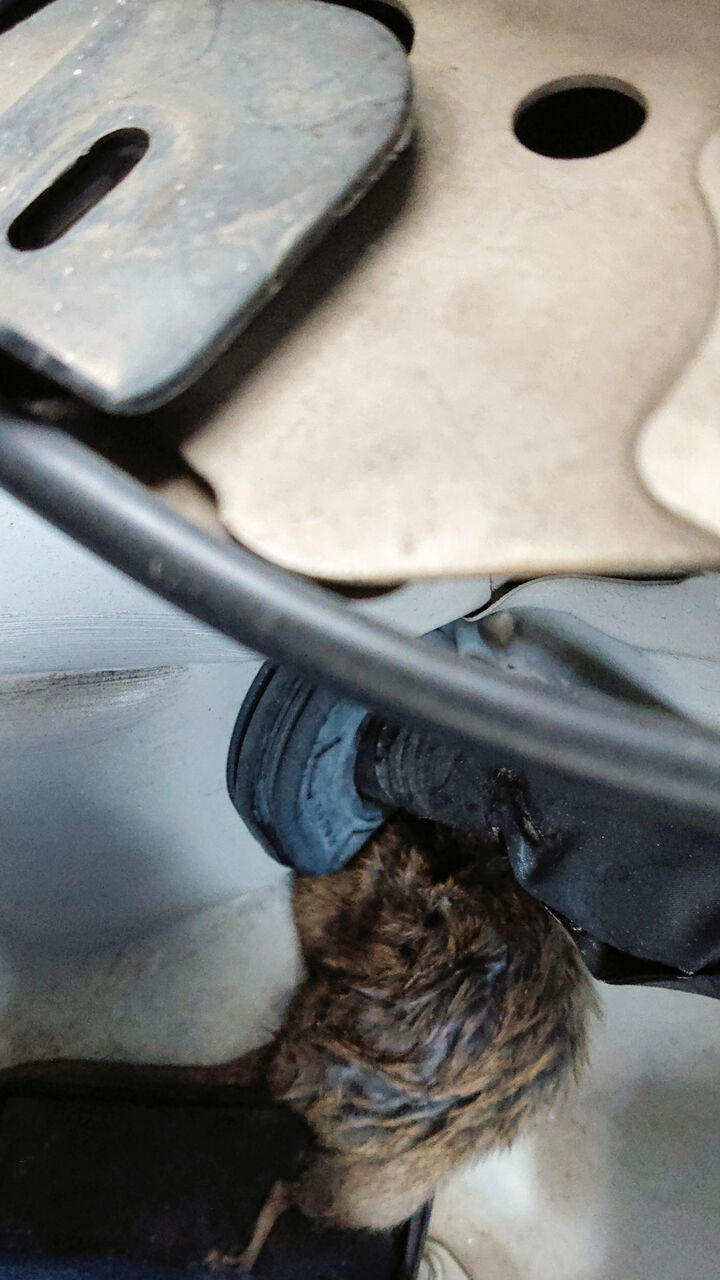 ネコバンバンというかネズミもバンバンwwwカオスな状況に心もブルー ａｏｍのどうでもいい話