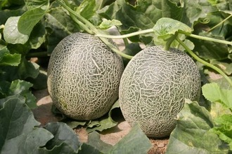 melon