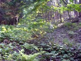 mamesaka15
