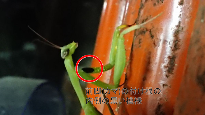 Mantis religiosa04