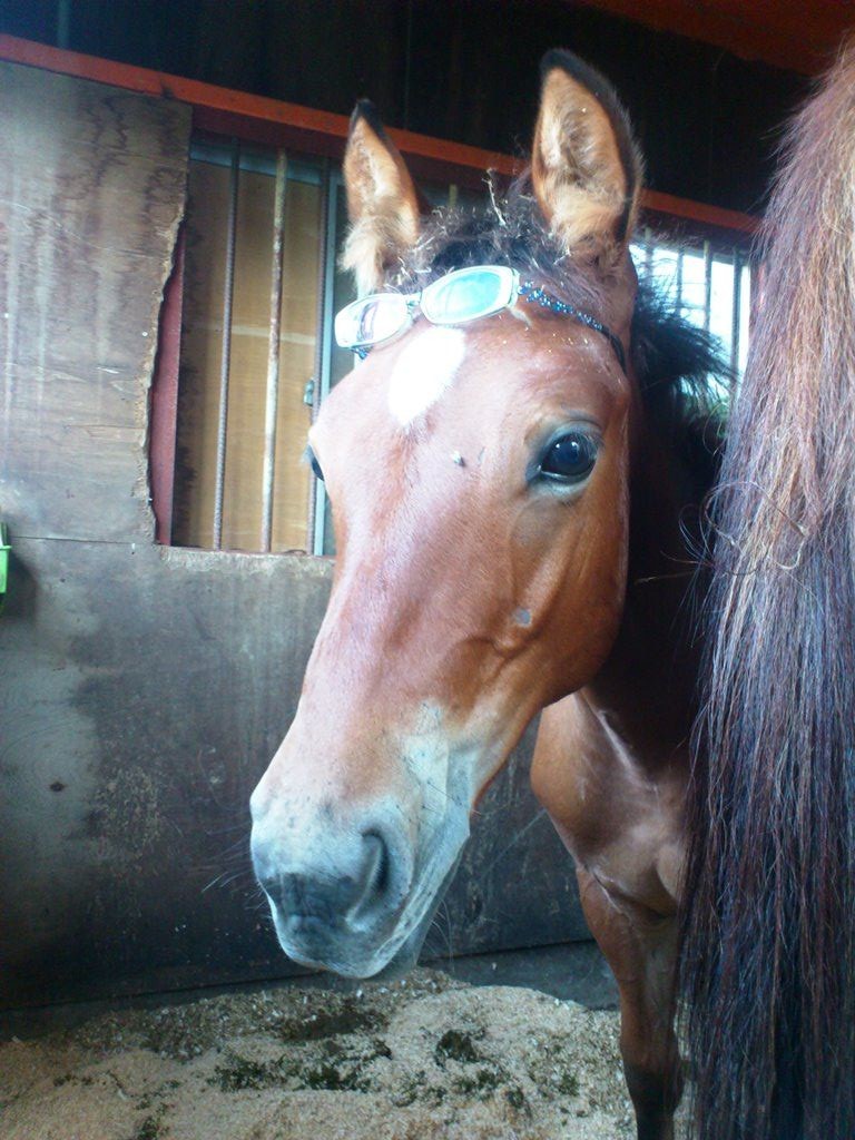 メガネ馬 うっちーの乗馬クラブだより