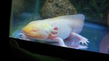 NEC_0498