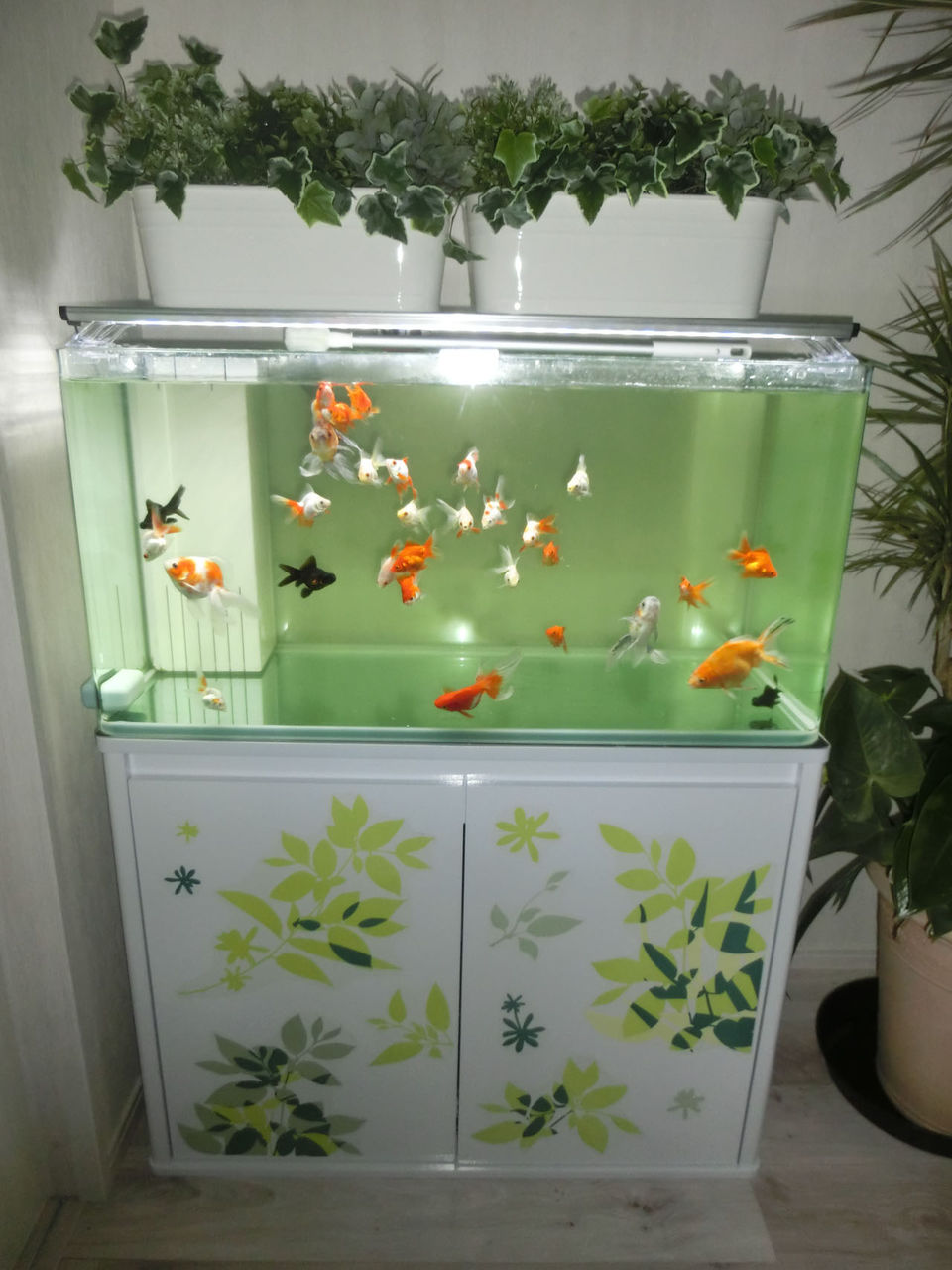 夏の金魚水槽 A S Photo Daily あおい日記 夏の金魚水槽 A S Photo Daily あおい日記