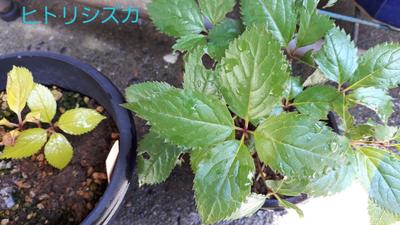 スタバドライブスルー ガタンチュつぁっつぁ スタバドライブスルー ガタンチュつぁっつぁ
