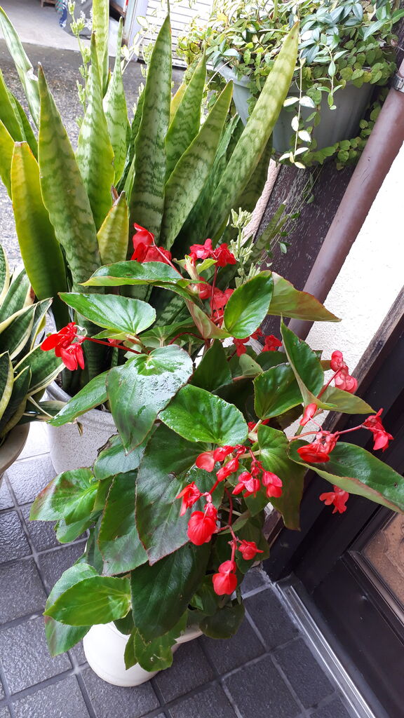 サンスベリアの花 ガタンチュつぁっつぁ サンスベリアの花 ガタンチュつぁっつぁ