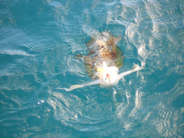 アタリの数だけ獲る努力 アオリイカの体色