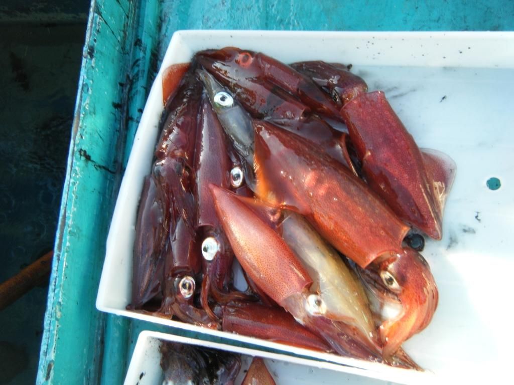 アタリの数だけ獲る努力 イカ釣り