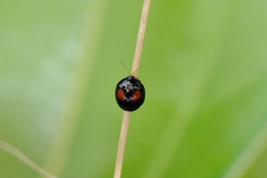 ときどき昆虫 ヘリグロテントウノミハムシ