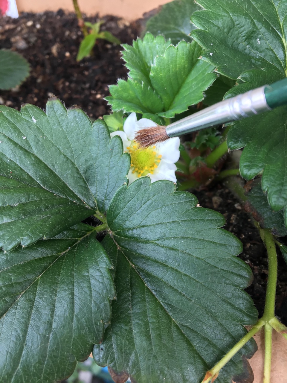 ベランダ イチゴ 白い実り 渋谷のベランダ日和