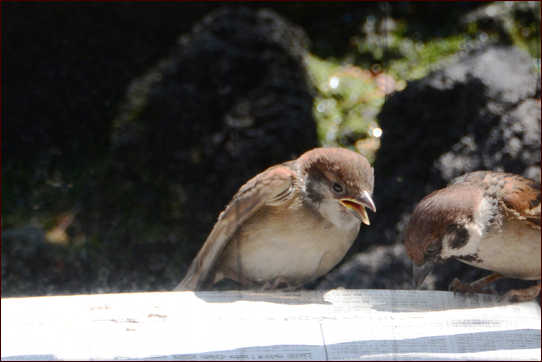 スズメが小スズメに餌やり あおきさんの備忘録 スズメが小スズメに餌やり あおきさんの備忘録