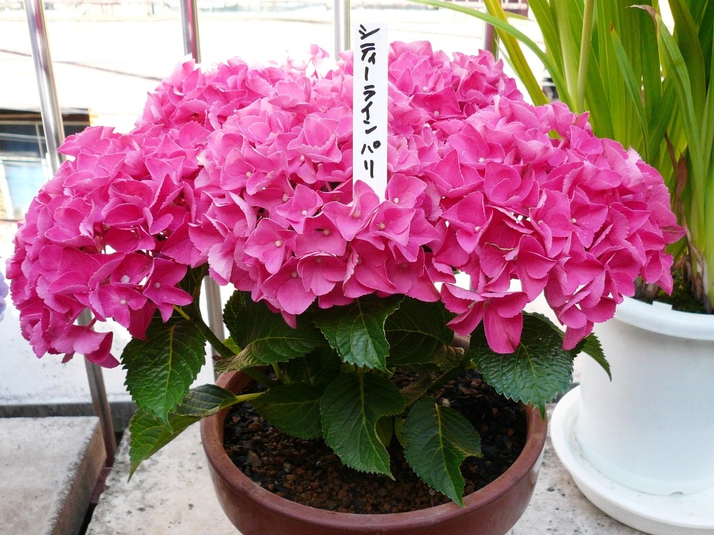 アジサイ ハイドランジア シティーライン パリの鉢上げ 気ままなスズメ