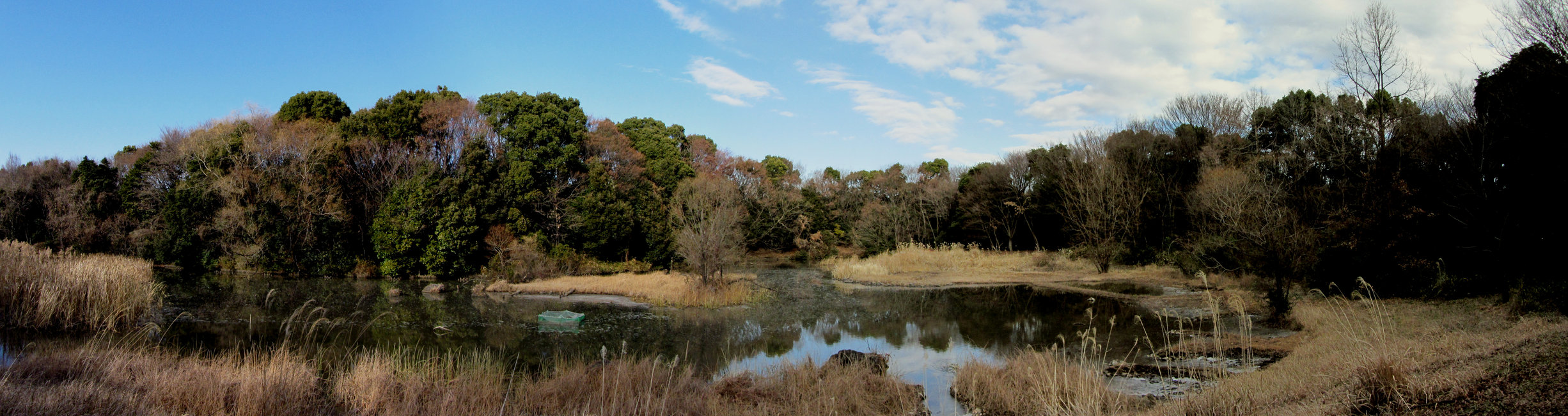 光が丘公園 バードサンクチュアリ 気ままなスズメ 光が丘公園 バードサンクチュアリ 気ままなスズメ