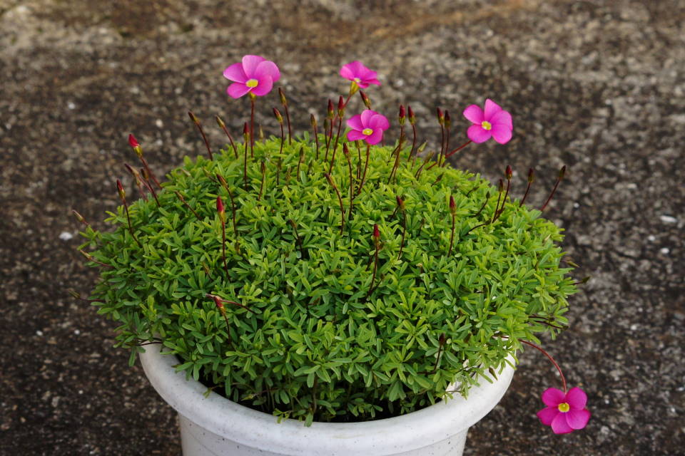 オキザリス あおきさんの備忘録