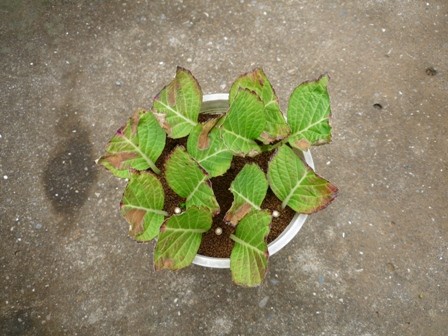 アジサイ ハイドランジア シティーライン パリの鉢上げ 気ままなスズメ