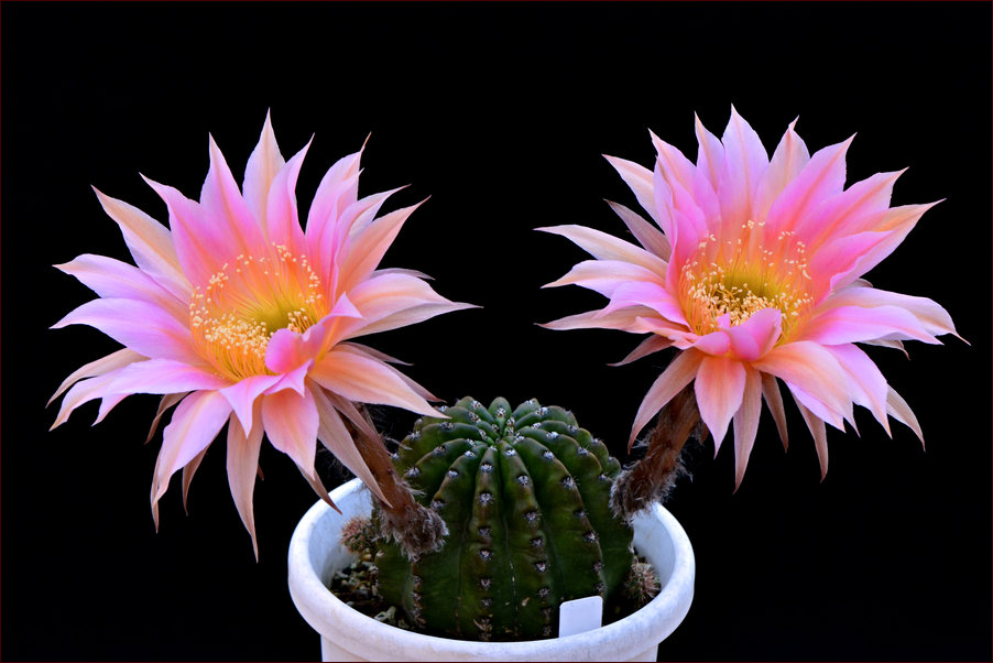サボテン ピンクサファイアの花 あおきさんの備忘録 サボテン ピンクサファイアの花 あおきさんの備忘録