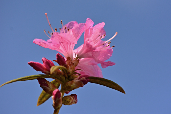 我が家の花 吉野ツツジとボケ 気ままなスズメ 我が家の花 吉野ツツジとボケ 気ままなスズメ