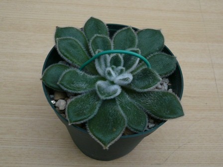 多肉植物 ボンビシナの挿し木 気ままなスズメ