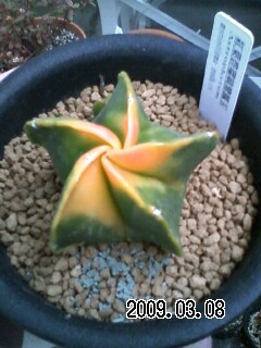 根腐れから復活 サボテン 多肉植物の蒼月堂 根腐れから復活 サボテン 多肉植物の蒼月堂