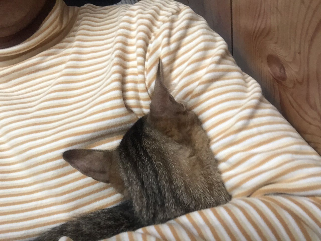 猫ってよく分からん（笑） : 木工と畑と家族
