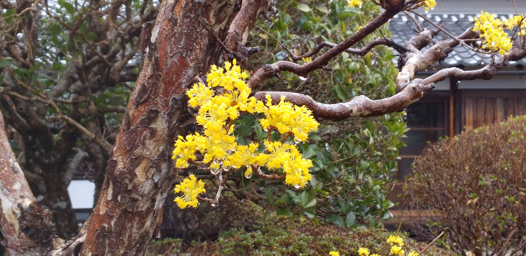 山茱萸の花 青山歴史村ブログ 山茱萸の花 青山歴史村ブログ