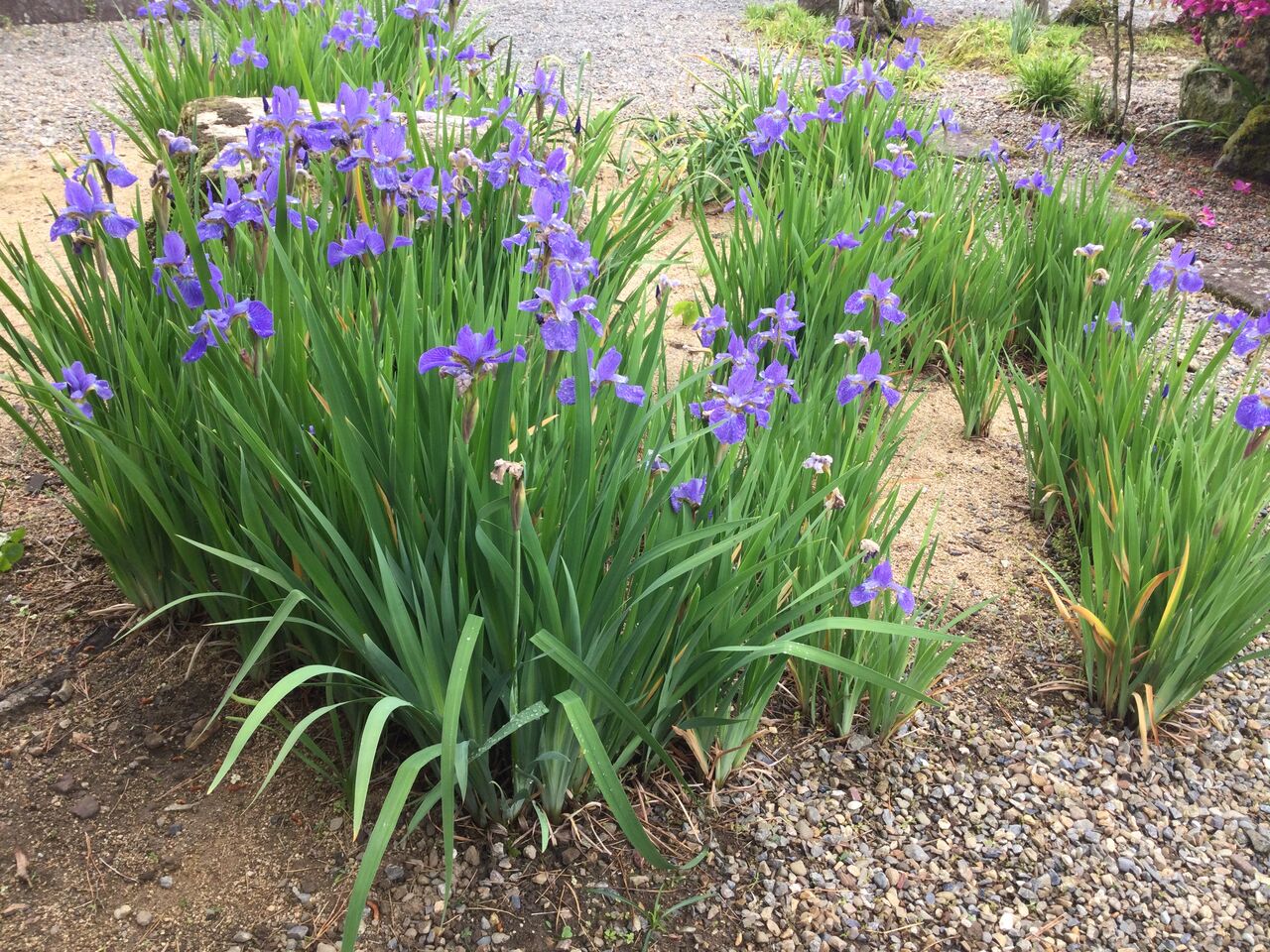 菖蒲 Ayame 咲く 青山歴史村ブログ