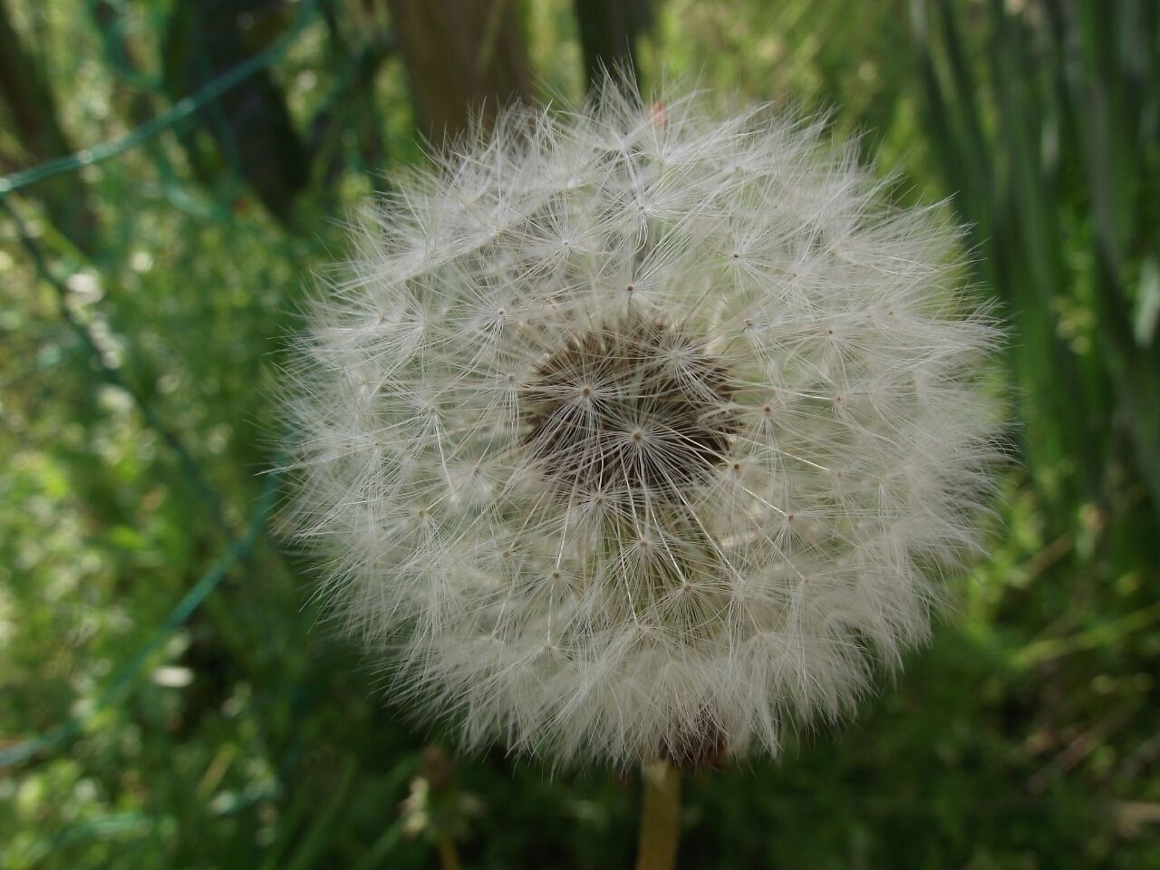 タンポポの綿毛 Perfect Fullerene Aoyama Runma Blog 青山 走馬 ブログ