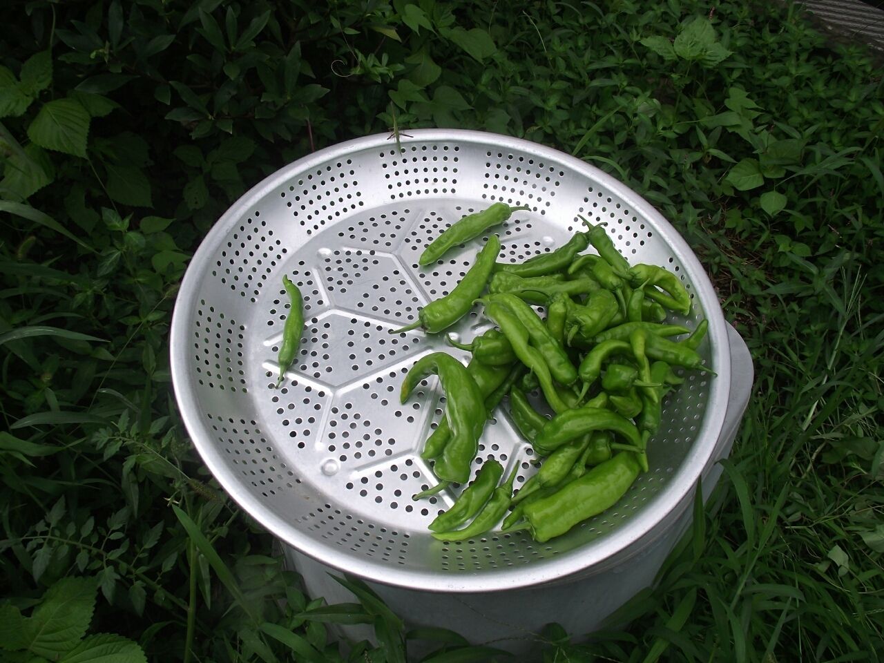 17年07月 Aoyama Runma Blog 青山 走馬 ブログ