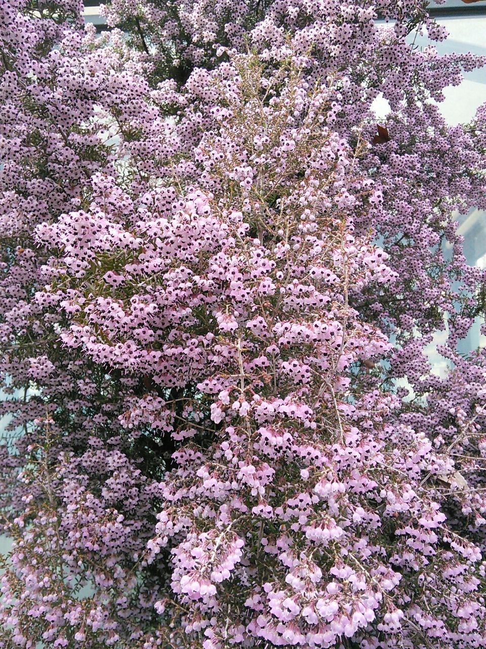 ジャノメエリカの木 Aoyama Runma Blog 青山 走馬 ブログ