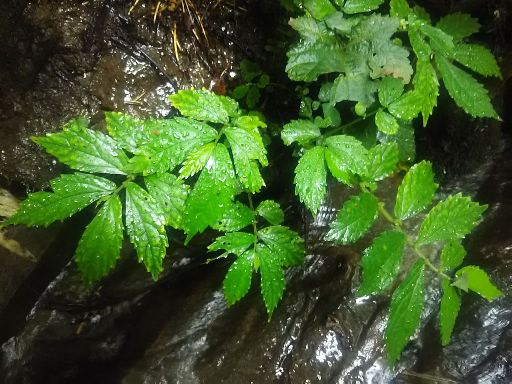 夏の山菜 青ミズ ご存知ですか 天然山菜直売所 青山のさんさい